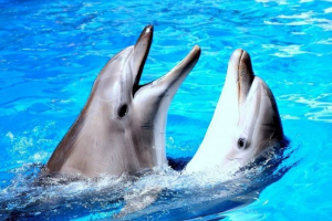 Naukowcy: delfiny patrz brzmi w trójwymiarowym obrazie Naukowcy: delfiny patrz brzmi w trójwymiarowym obrazie